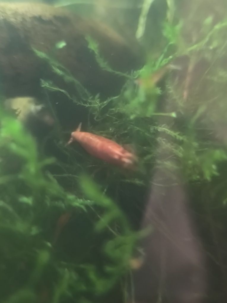 Camarão neocaradina Red