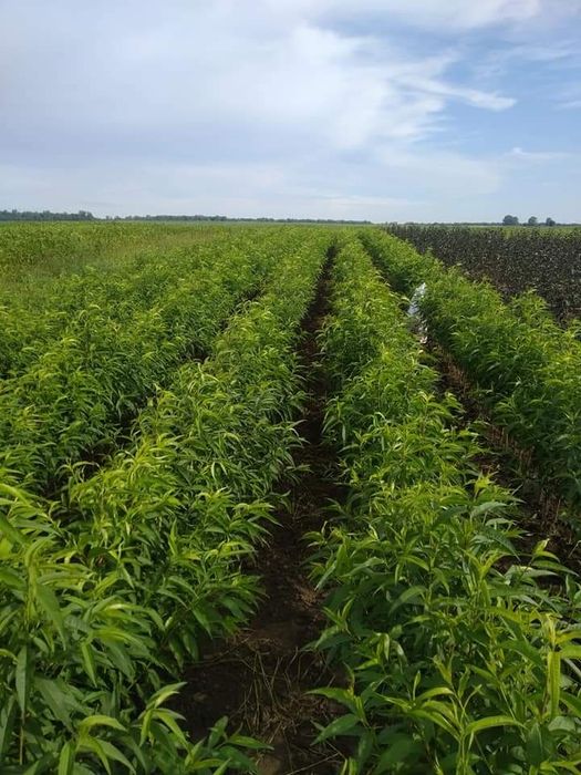 Саджанці плодових дерев. Купити саджанці