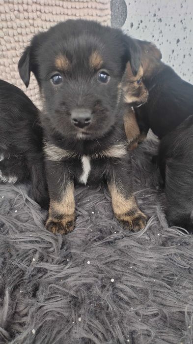 Oddam pieski w dobre ręce