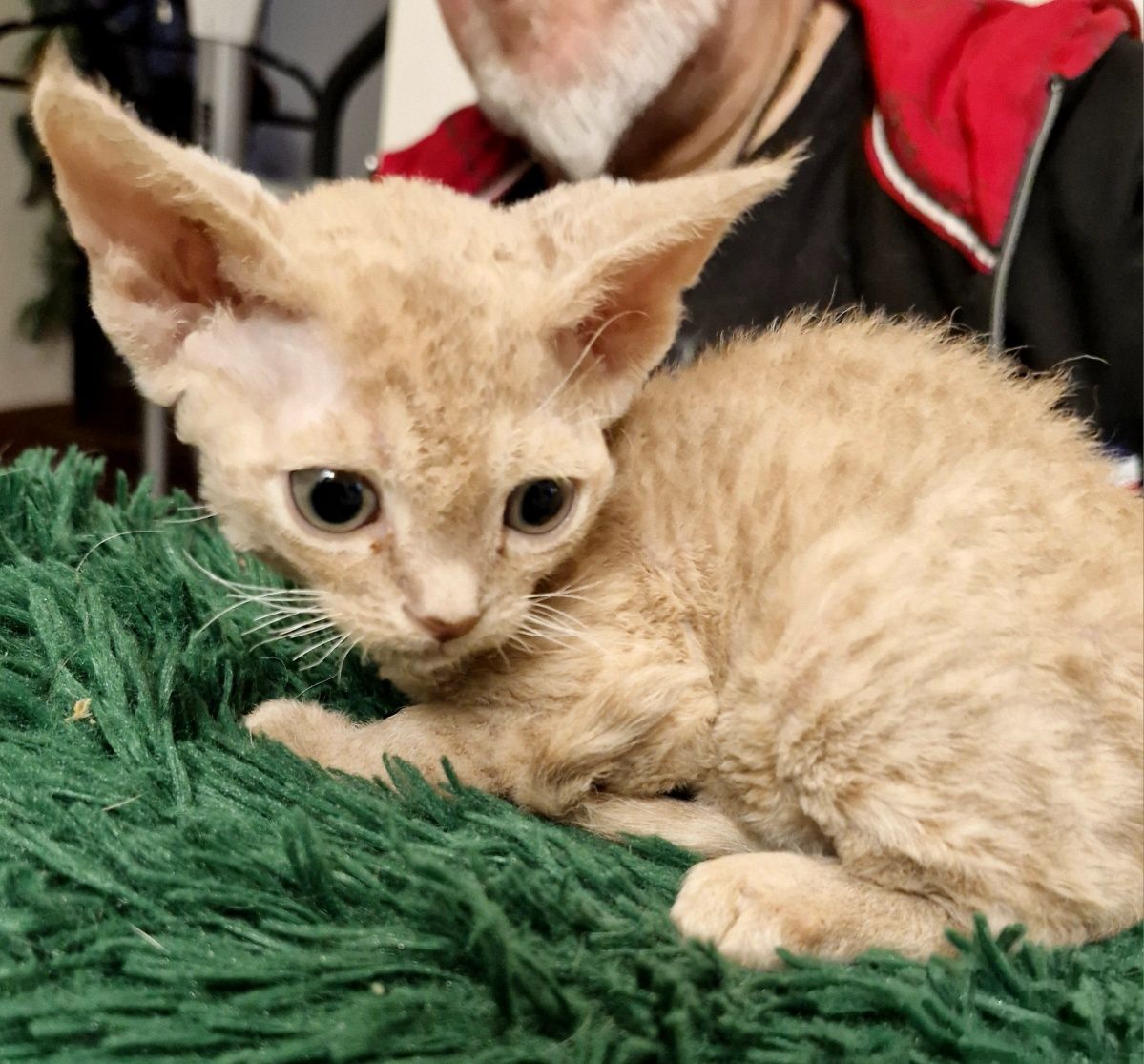 Salvador  karmelowy cudniasty Devon Rex chłopiec