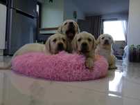 Labrador retriever