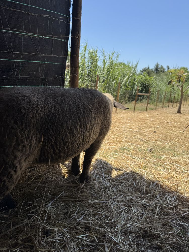 Borrega x suffolk com ille france