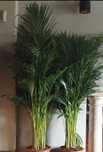 Palmeira Areca bambu, Dypsis lutescens