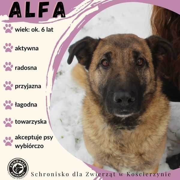 ALFA - suczka szuka nowej rodziny