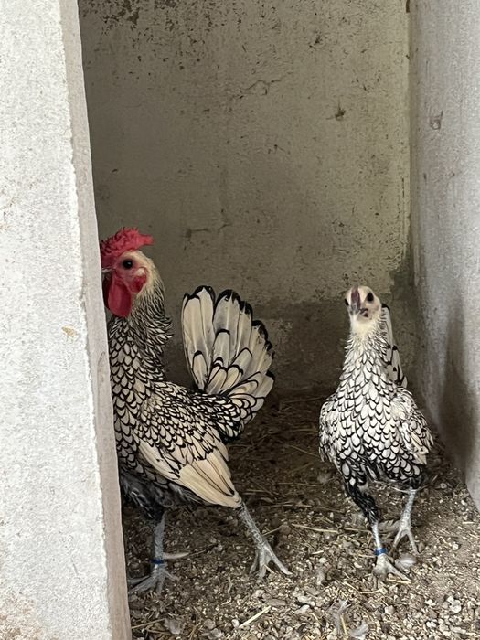 Casal de galinhas sebright prata