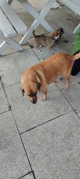 Oddam za darmo w dobre ręce