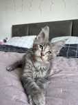 Kotka Maine Coon - CARMEN