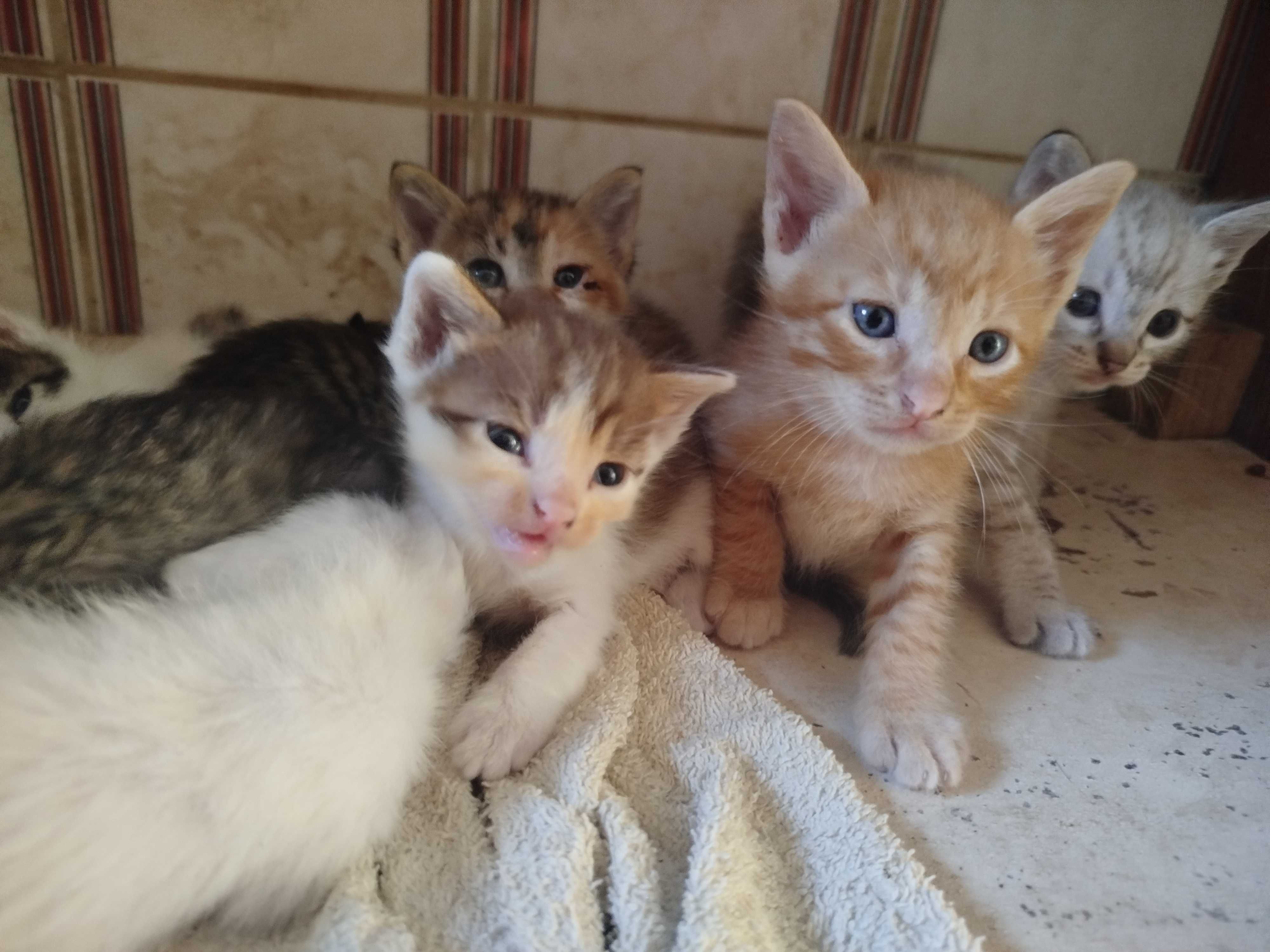 Gatinhos para adoção
