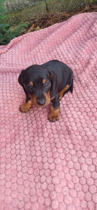 Teckel miniatura macho