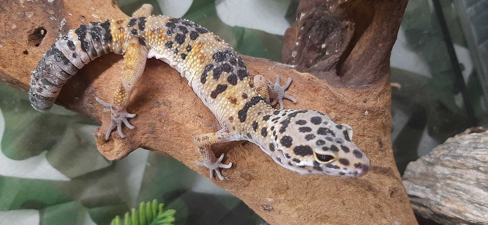 Gekon Lamparci Eublepharis macularius 4 mies Lublin Terrarium24