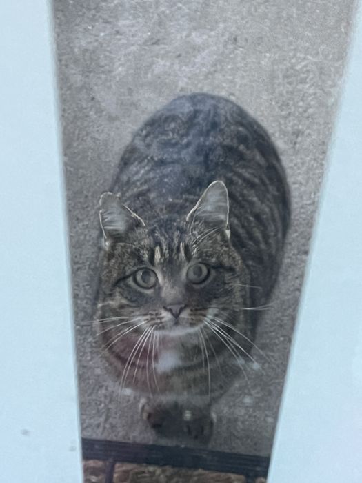 Bury kot szuka domu!