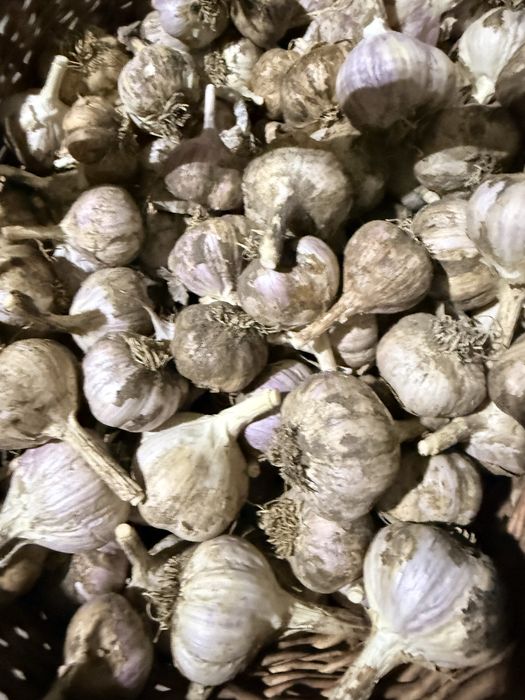 Часник домашній без гмо