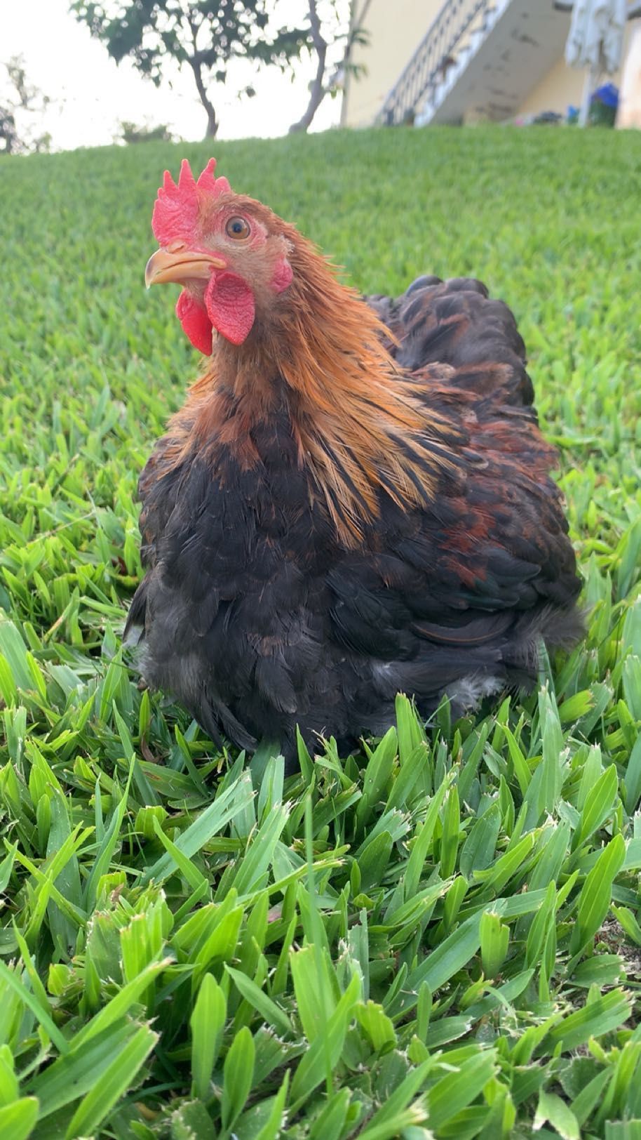 Pekin perdiz dourado
