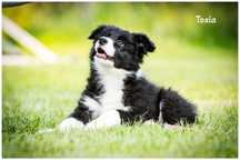 Border Collie FCI ZKwP