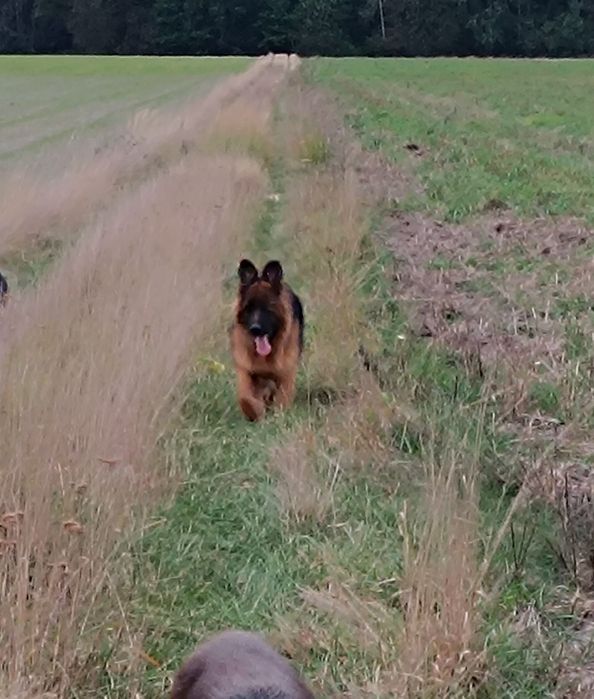 Suczka FCI długowłosa Owczarek Niemiecki