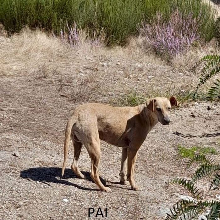 Cães para adoção