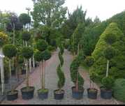 Thuja Szmaragd Kula Spirala Okrągła