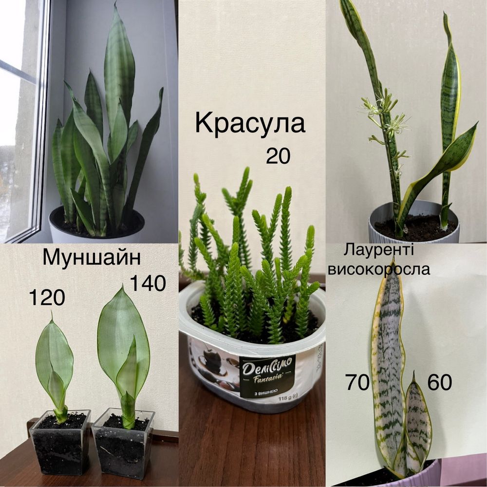 Вазони кактус, фікус, фіалка, хойя, муншайн, блек драгон, різдвяник