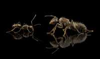Camponotus foreli - samotna Q