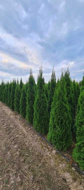 Thuja Smaragd Tuja Szmaragd 180-200 cm BARDZO WYSOKA JAKOŚĆ-PRODUCENT