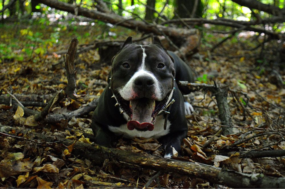 Чистокровний амстафф запрошує на в' язку АСТ стафф