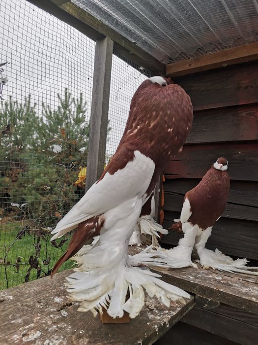 Garłacz czeski Garłacze siodłate