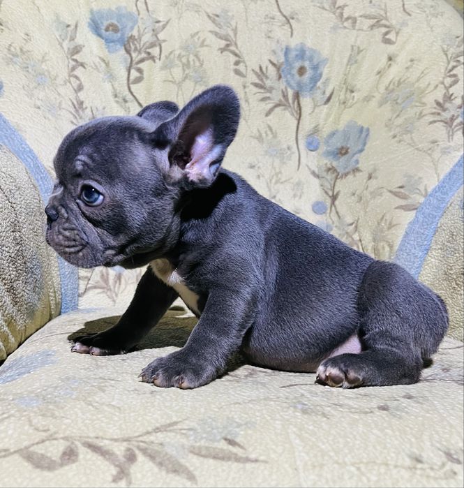 Цуценята французького бульдога.