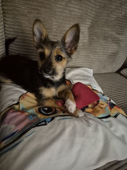 Oddam pieska w dobre ręce