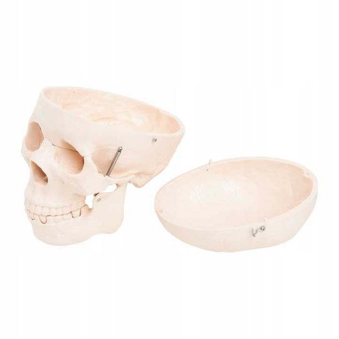 Model Anatomiczny Ludzkiej Czaszki Skala 1:1 Realistyczne Odwzorowanie