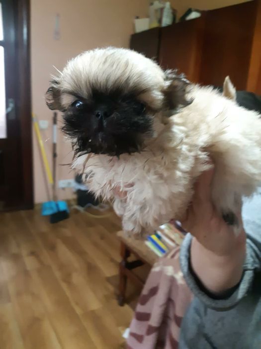 Королівські пекінеси