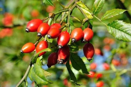 Owoce dzikiej róży