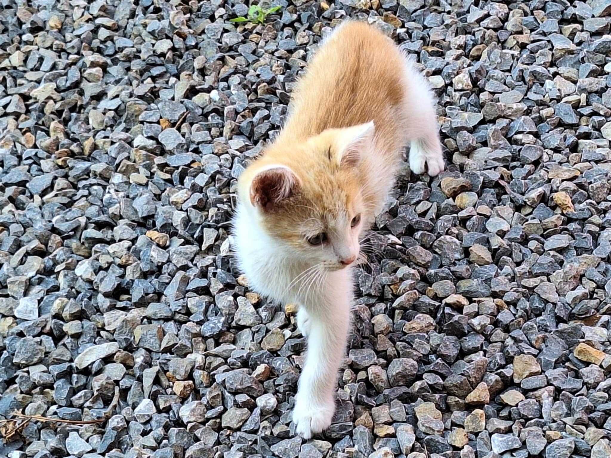 oddam małe kotki kocięta szukają nowego domu koty do adopcji kot kota