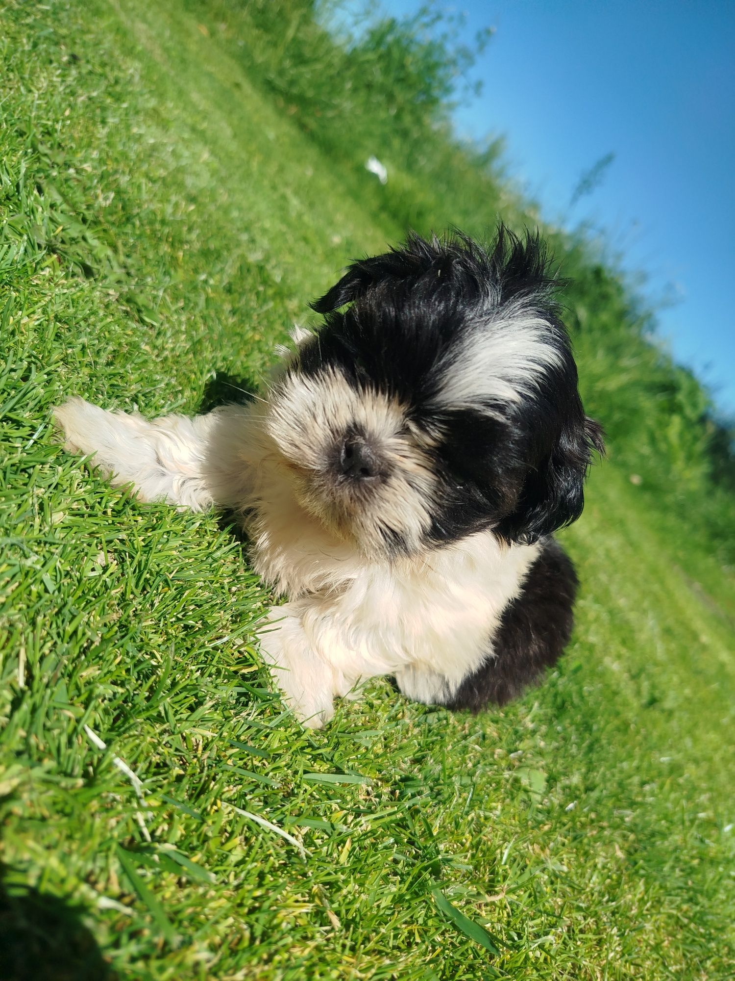 Shih tzu gotowe do odbioru