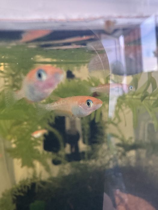 Peixes do Arroz Medaka – Lindos, resistentes e fáceis de criar