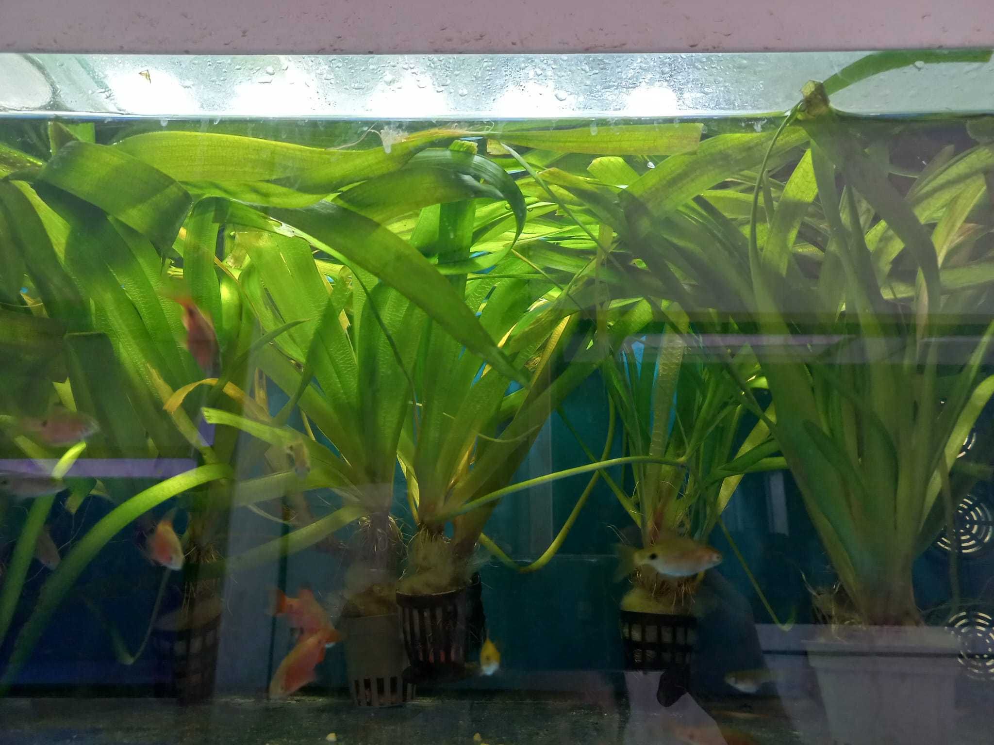 Planta de aquário em vaso XXL - Vallisneria gigantea