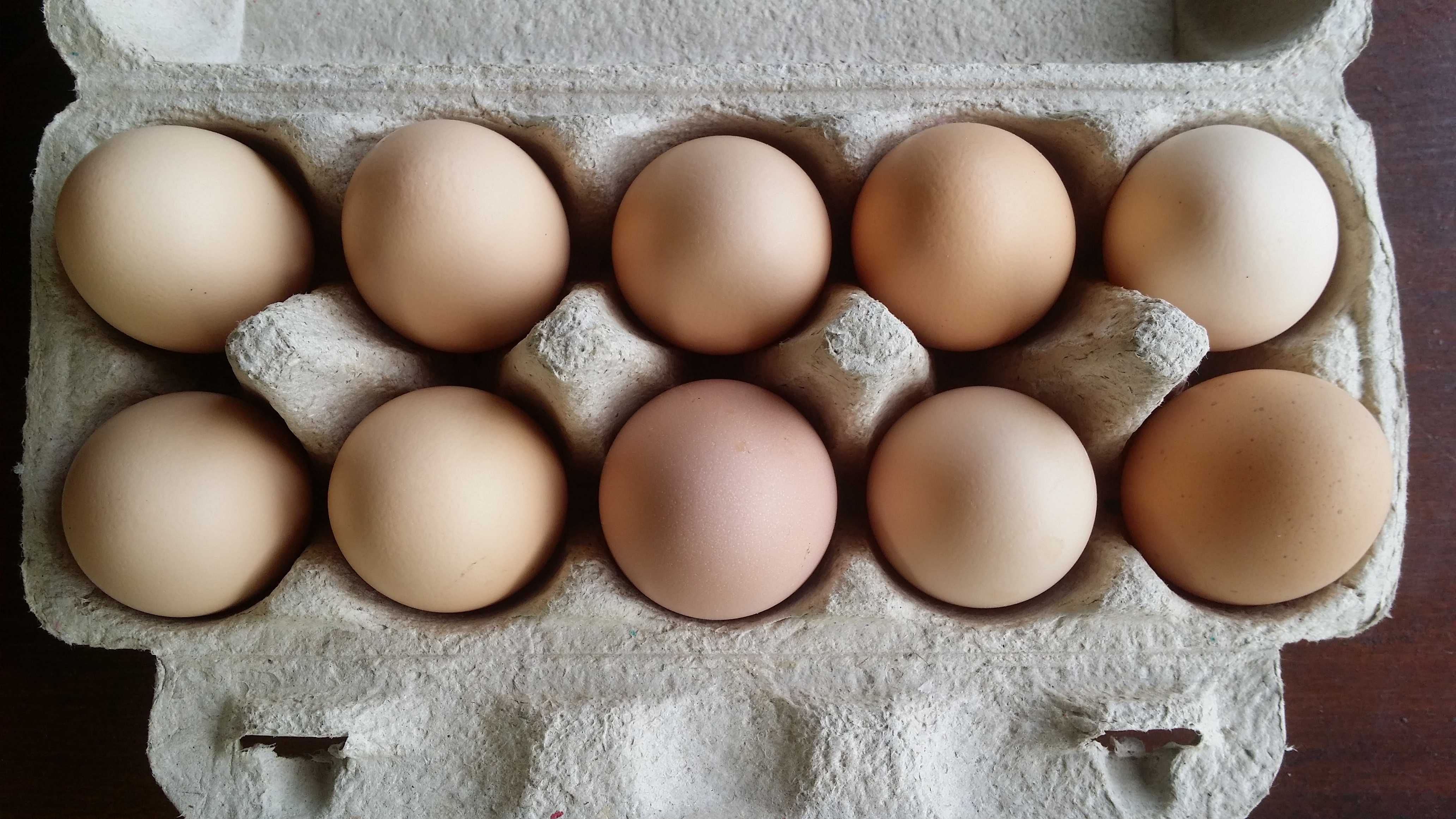 Jajka jaja kurze ekologiczne wiejskie z wolnego wybiegu