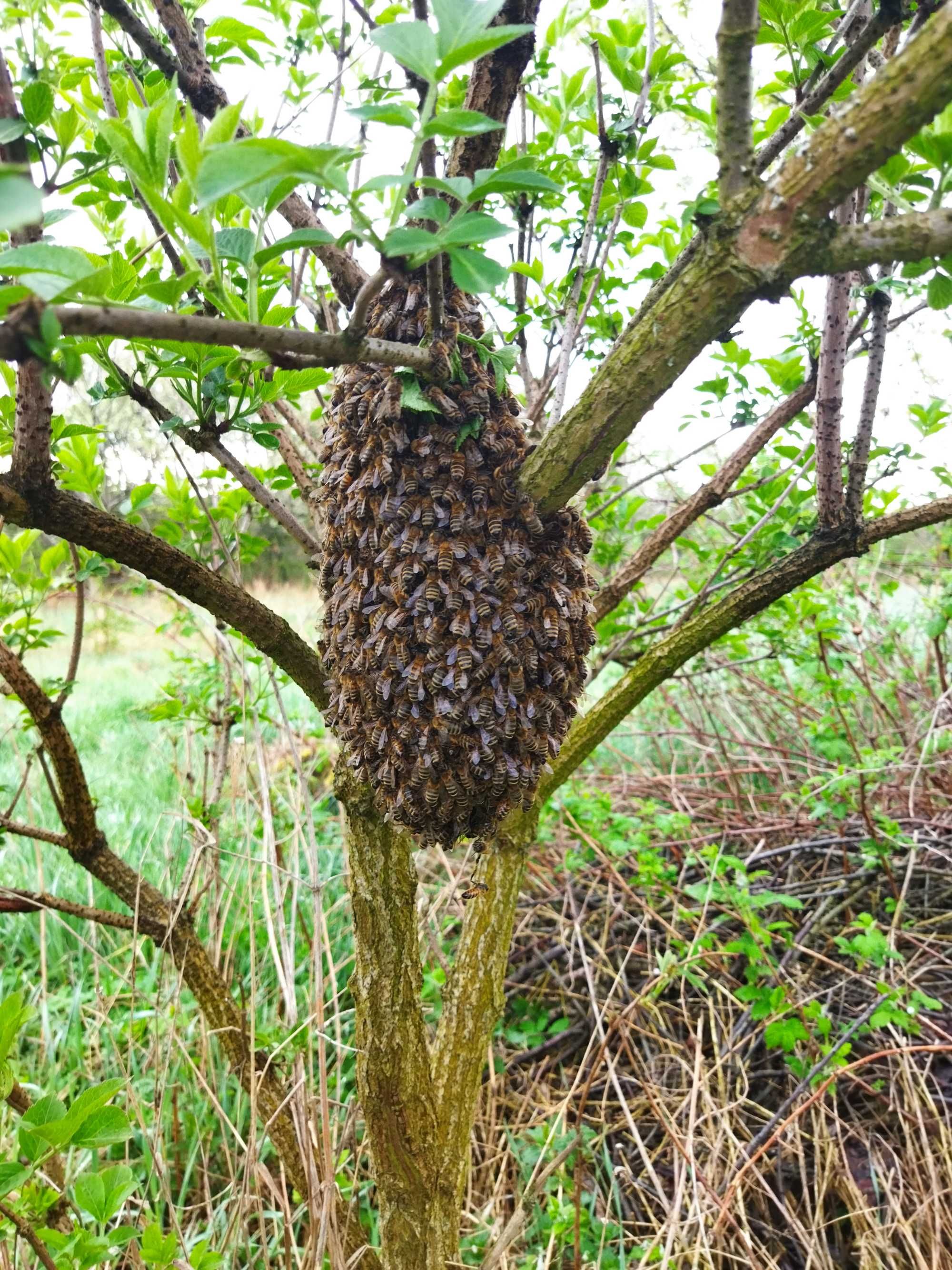 Propolis ,kit pszczeli