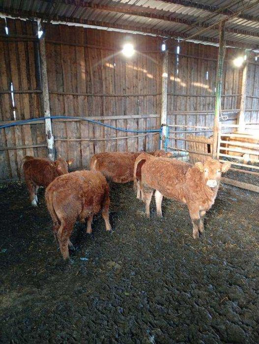 Odsadki Limuze - jałówki i byczki