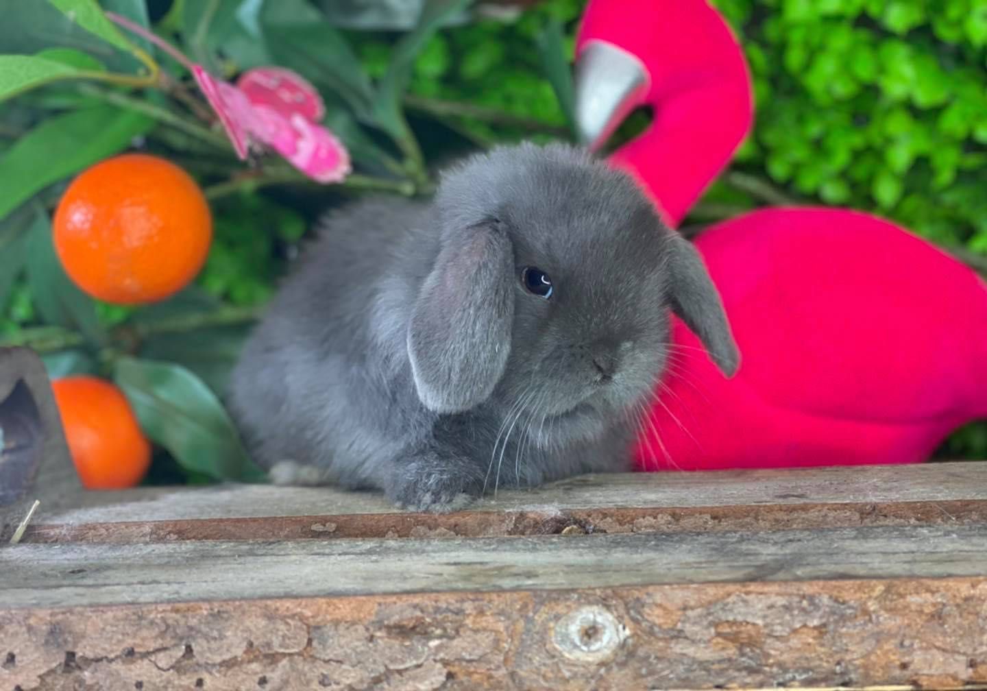 Mini lop zarejestrowana hodowla