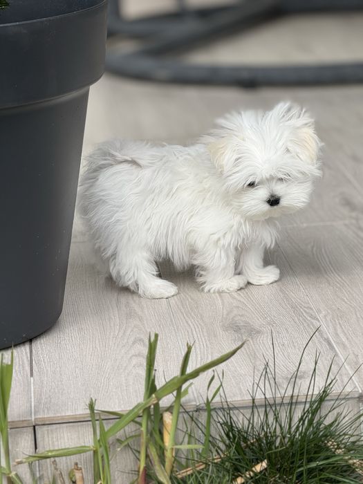 Malutki chlopczyk z rodowodem FCI