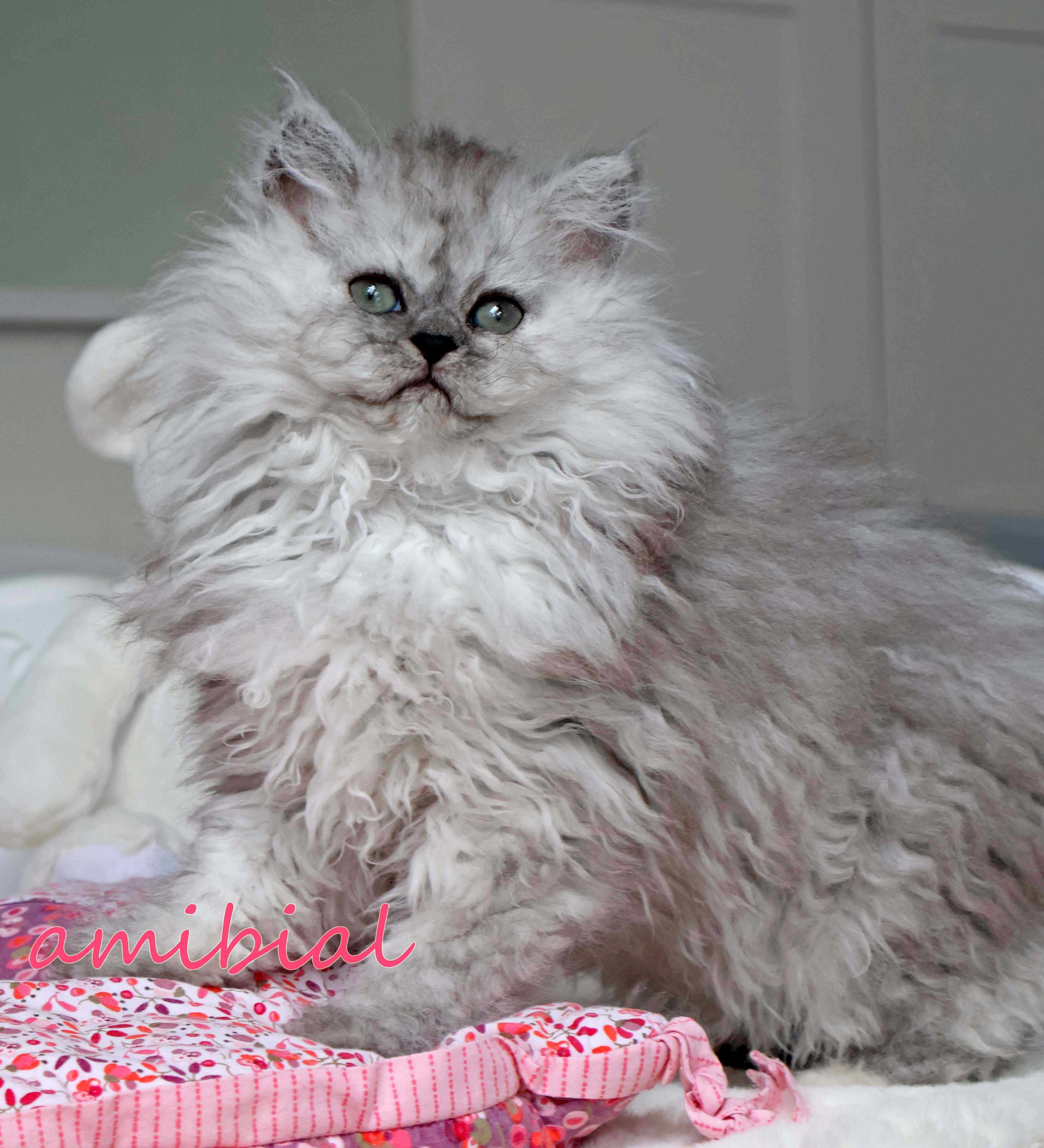 Selkirk rex koteczka