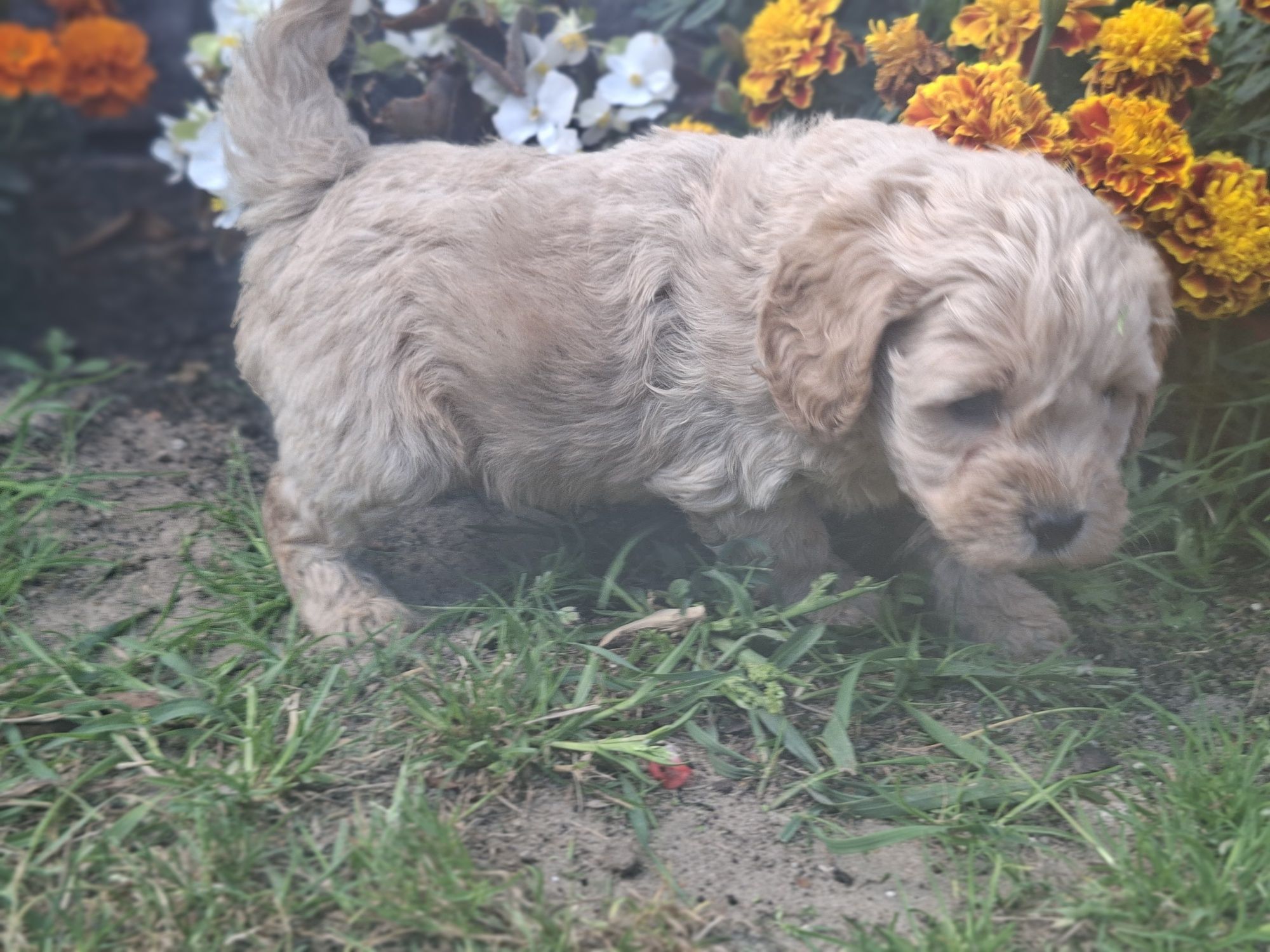 Piesek  cavapoo  z metryką