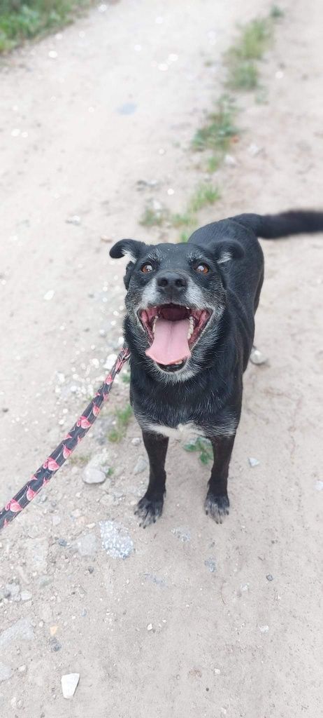Proludzki, 4letni Juniorek do adopcji!