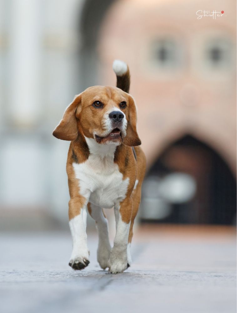 Beagle zapowiedz miotu