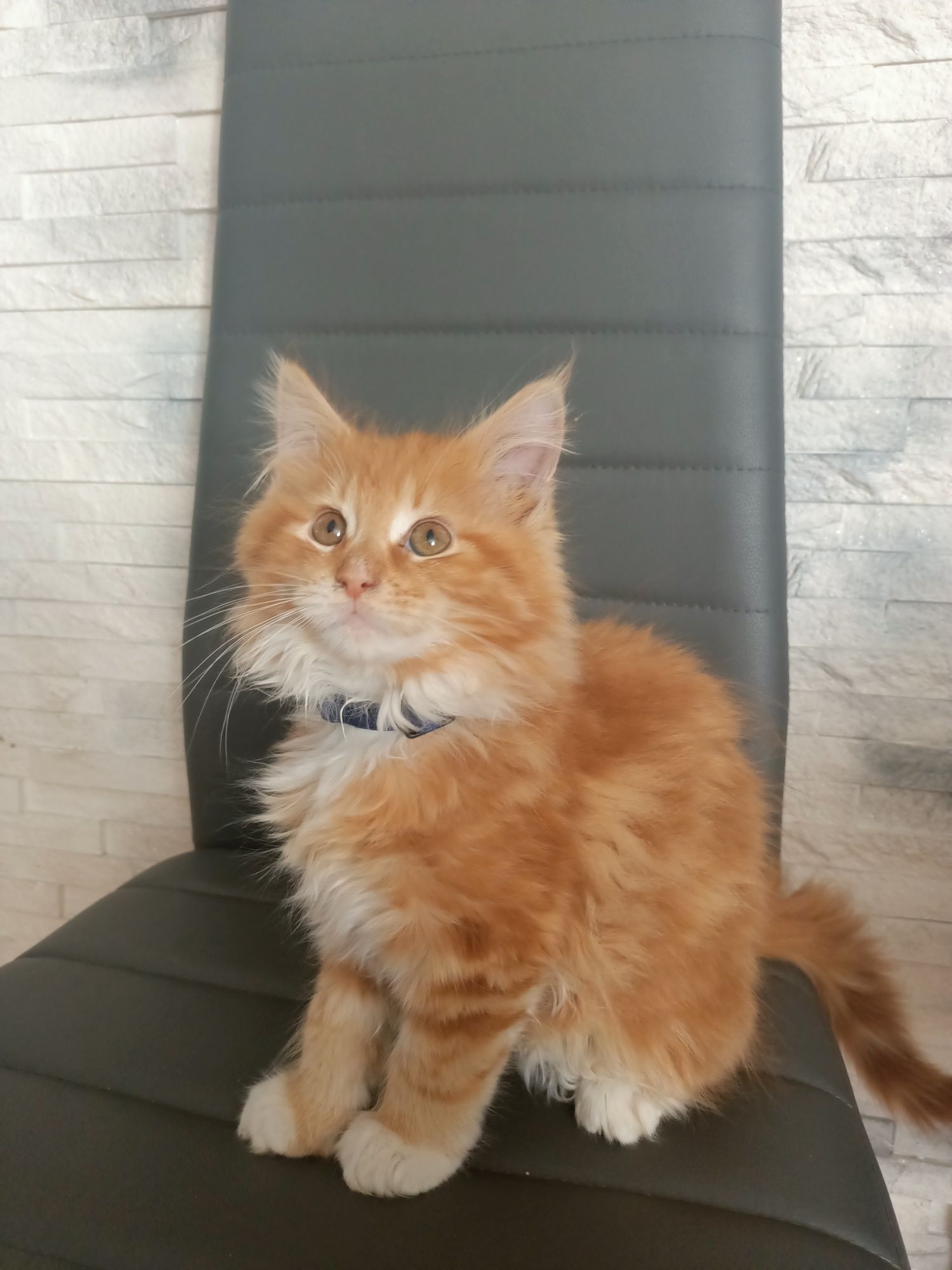 Kocurek Maine Coon rudy z rodowodem