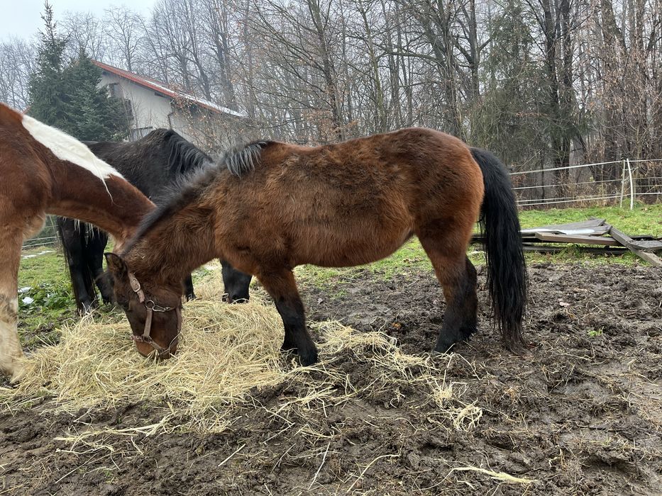 sprzedam dwie klacze