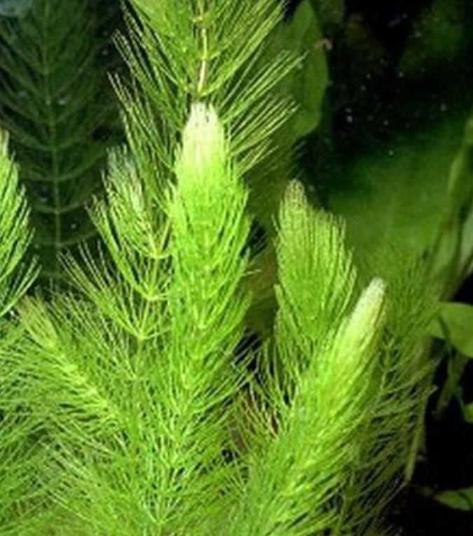 Mech Queen i Weeping, Hydrocotyle, Rogatek, Cryptocoryne i Microzorium