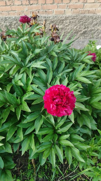 Саджанці півонії