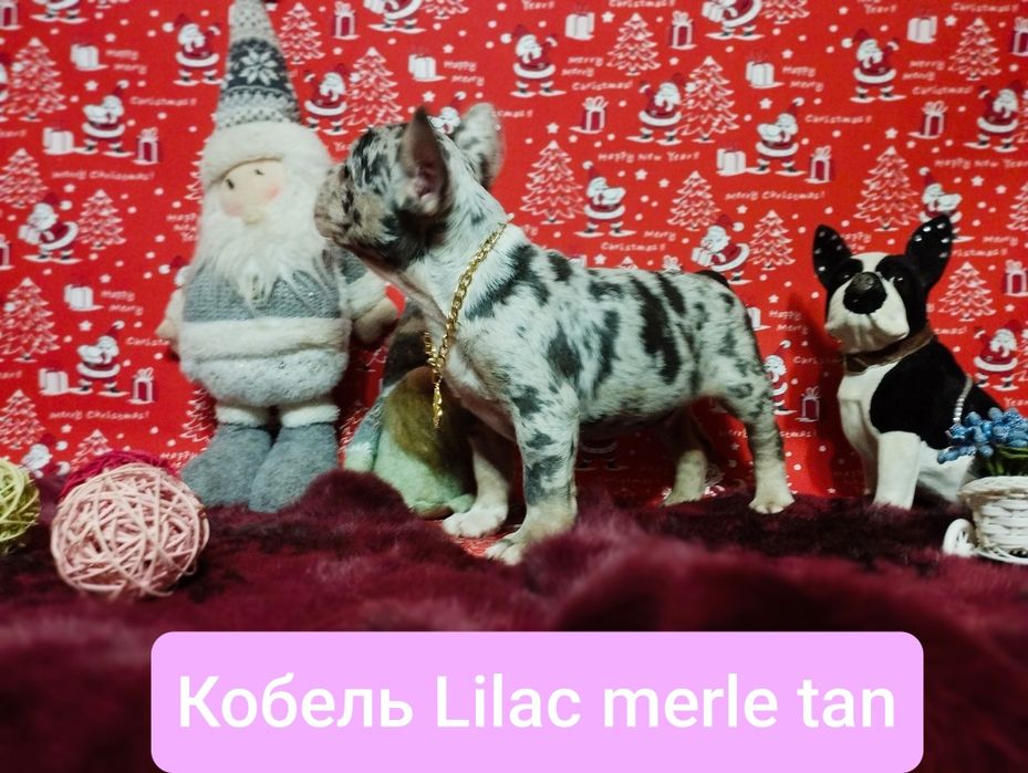 Обалденный кобелей Лилак мерле тан. Доставка по всему Миру.