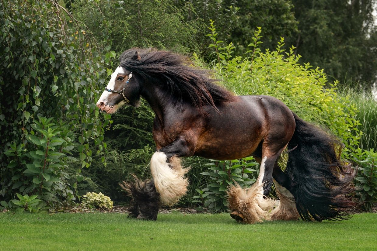 Gypsy Cob/źrebięta/dobrostan/zdrowe.